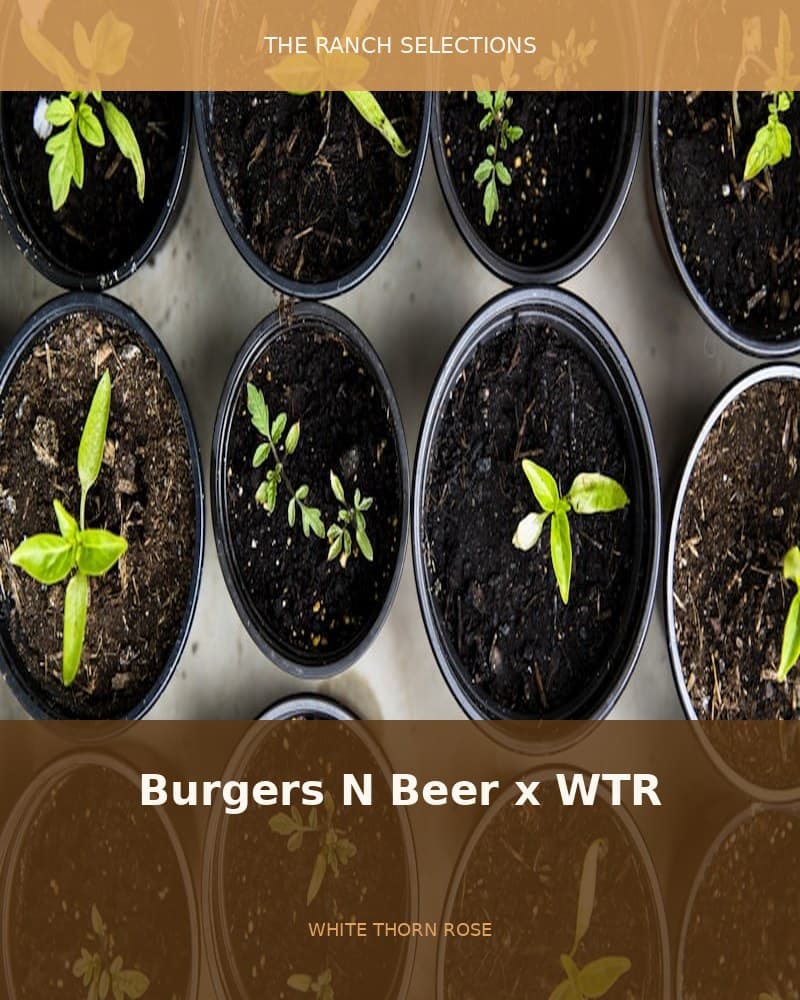 Burgers N Beer x Whitethorn Rose — seed pack