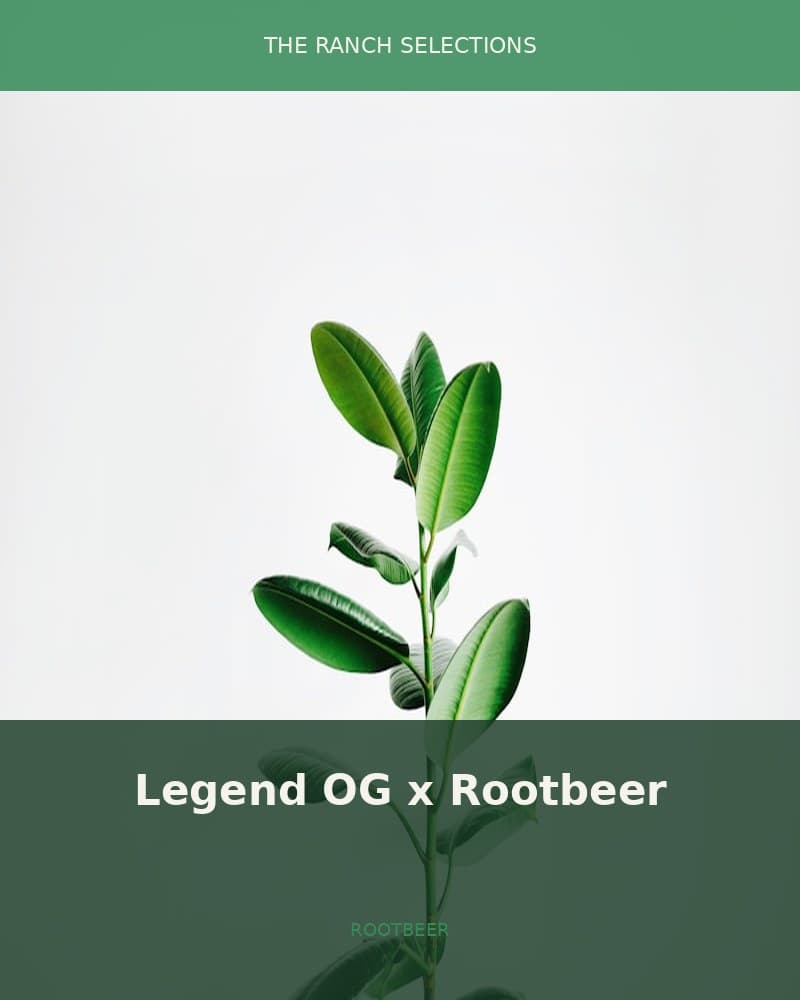 Legend OG x Rootbeer BC2 — seed pack