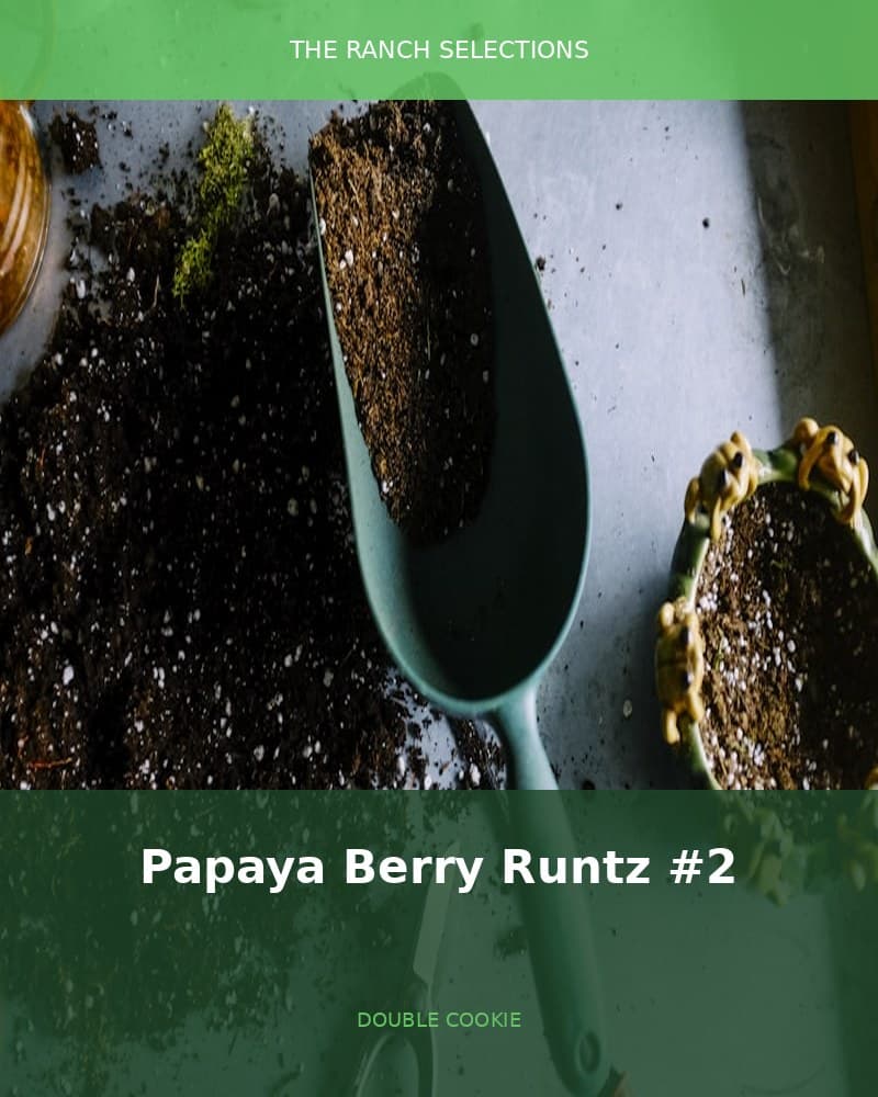 Papaya Berry Runtz x Double Cookies #2 — seed pack