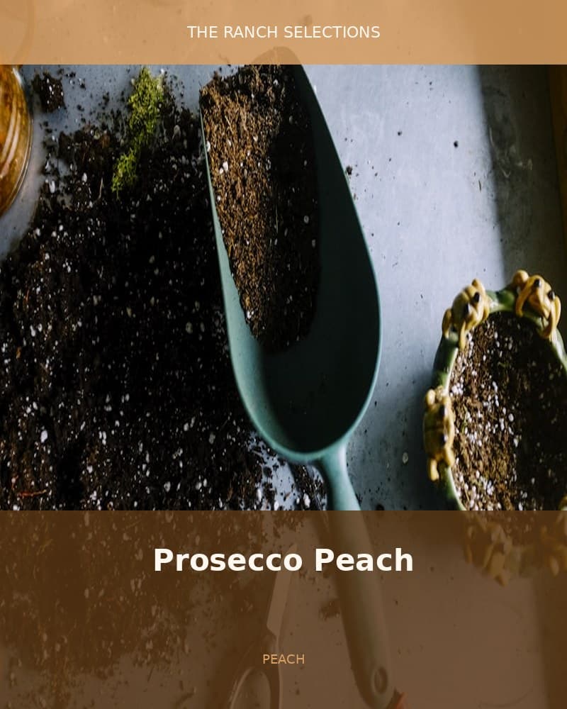 Prosecco Peach (Burgers N Beer x Peach Oz F2) — seed pack