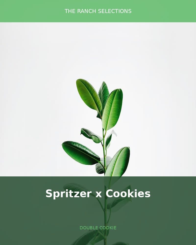 Spritzer x Double Cookies — seed pack