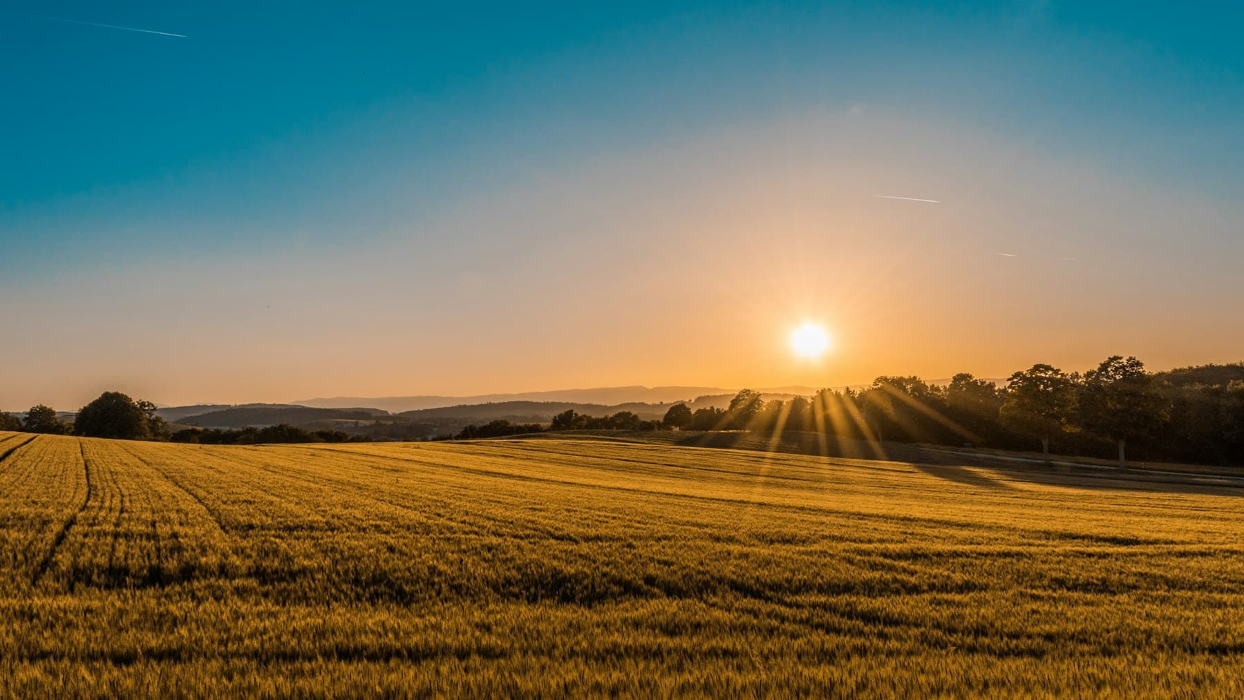 Open field at golden hour