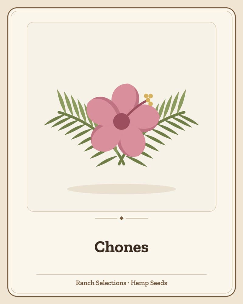 Chones — seed pack