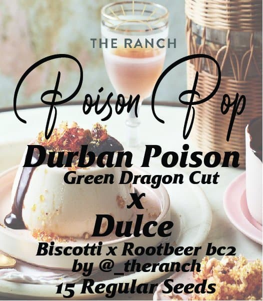 Durban Poison x Biscotti Rootbeer — seed pack