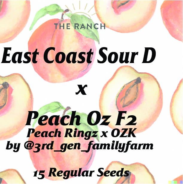 East Coast Sour D x Peach Oz — seed pack
