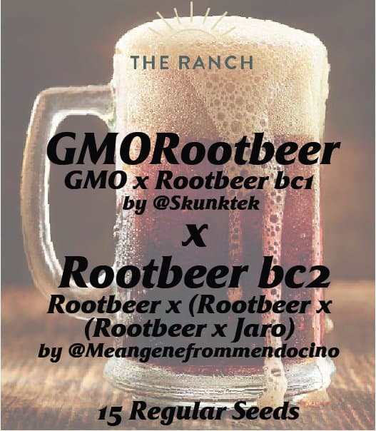 GMO Rootbeer x Rootbeer BC2 — seed pack