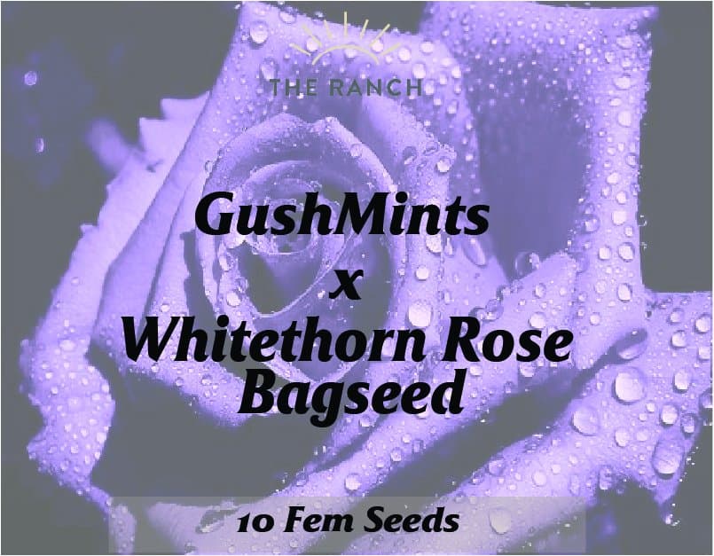 Gush Mints x Whitethorn Rose — seed pack