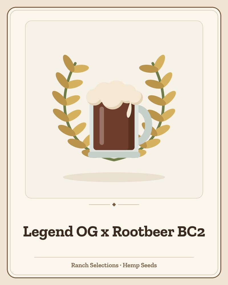 Legend OG x Rootbeer BC2 — seed pack