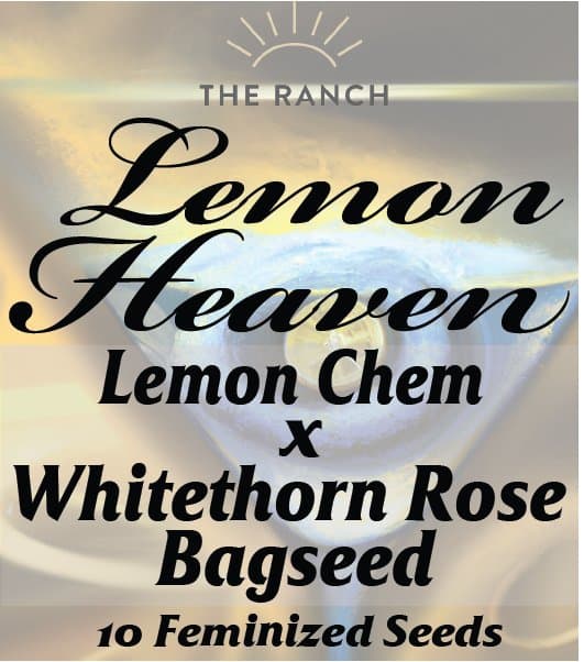 Lemon Chem x Whitethorn Rose — seed pack
