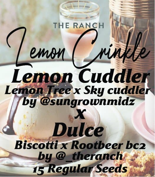 Lemon Tree Sky Cuddler x Biscotti Rootbeer — seed pack