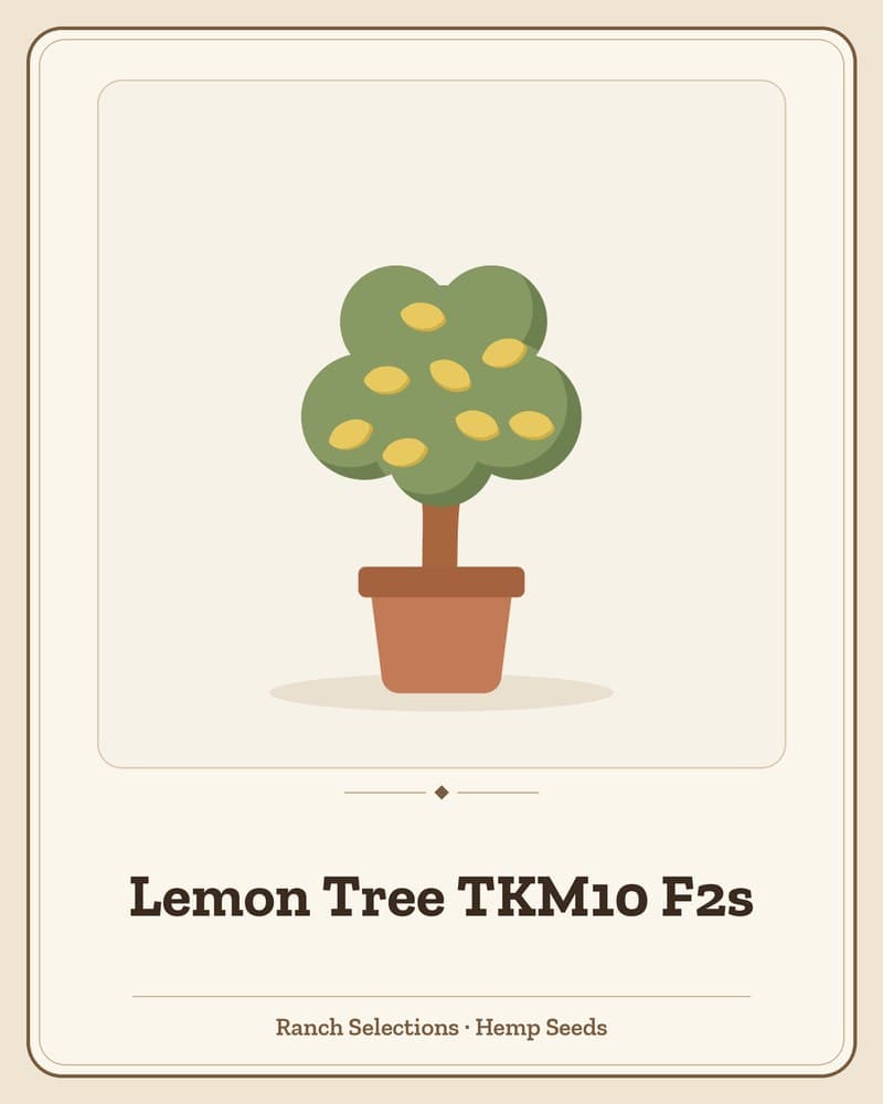 Lemon Tree TKM10 F2s — seed pack