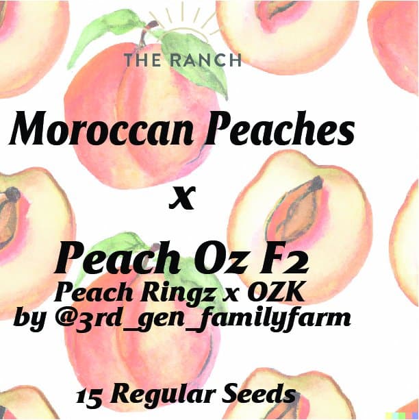 Moroccan Peaches x Peach Oz — seed pack