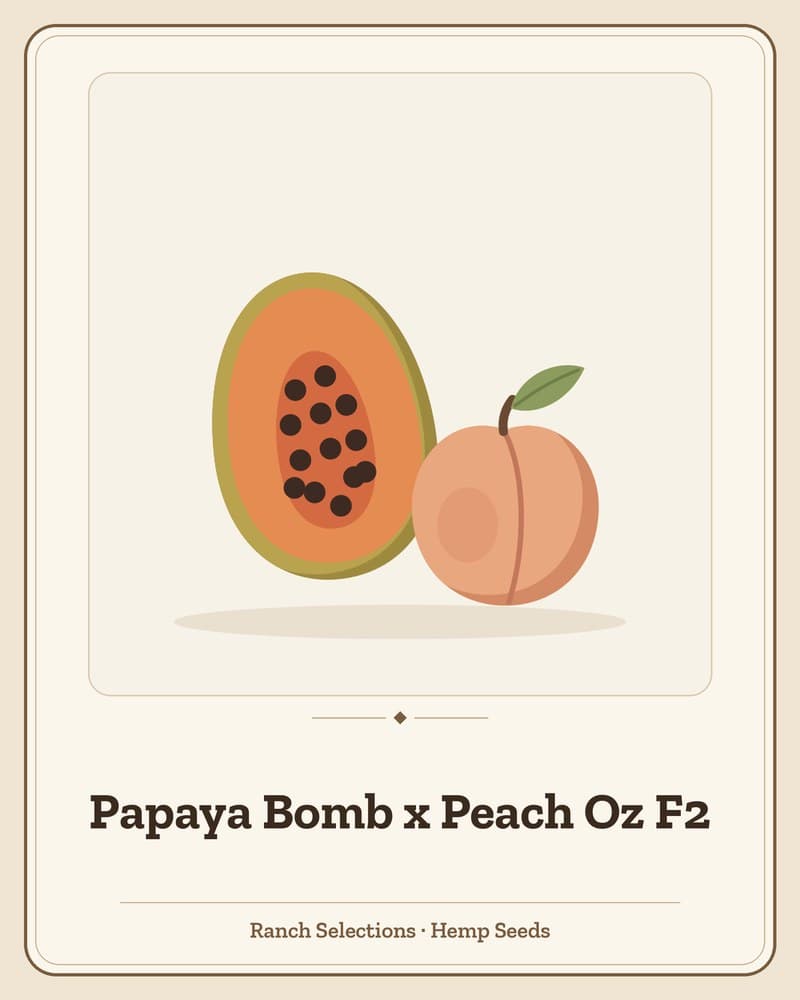 Papaya Bomb x Peach Oz F2 — seed pack