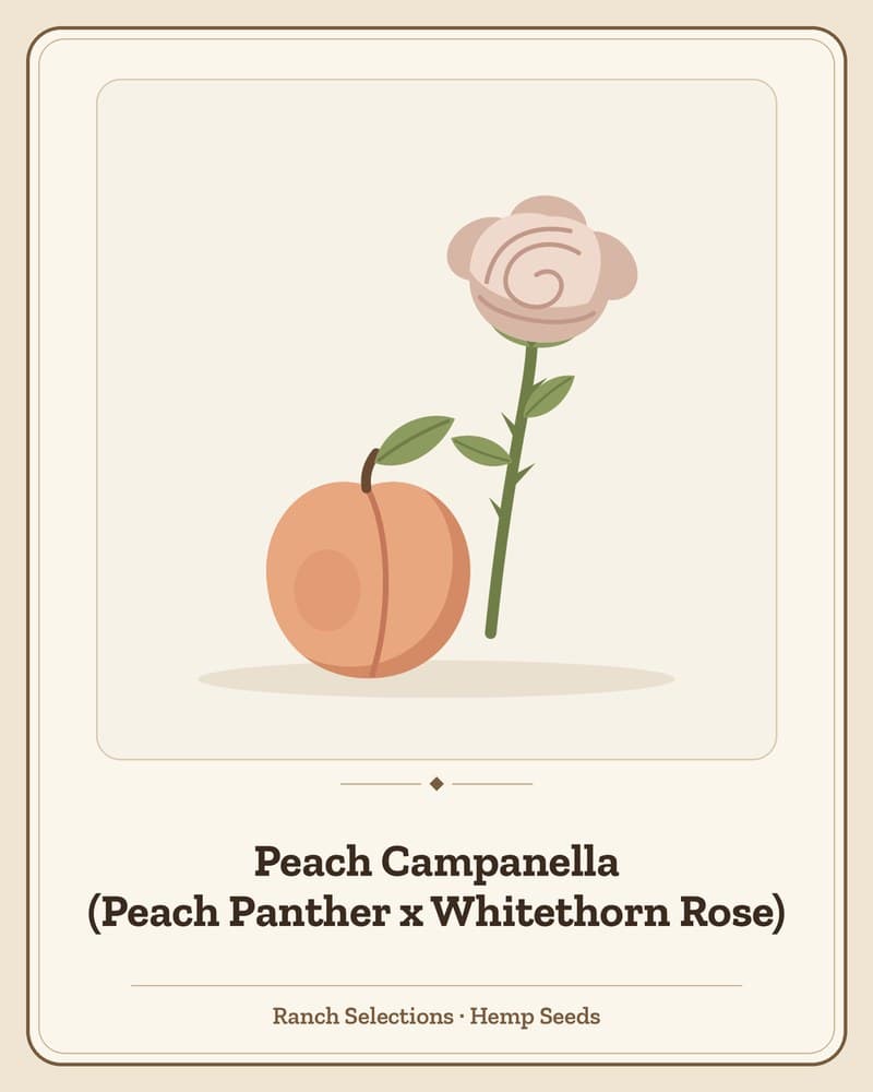 Peach Campanella (Peach Panther x Whitethorn Rose) — seed pack
