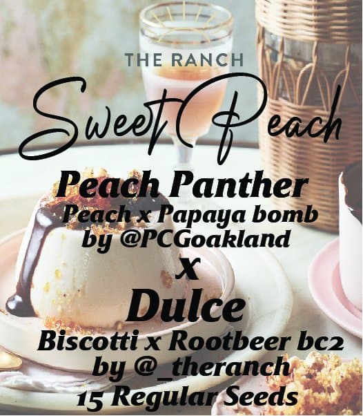 Peach Panther x Biscotti Rootbeer — seed pack