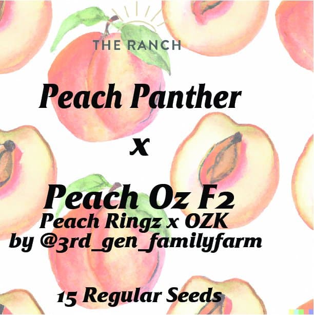 Peach Panther x Peach Oz — seed pack