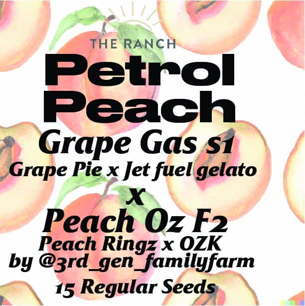 Petrol Peach (Grape Gas x Peach Oz F2) — seed pack