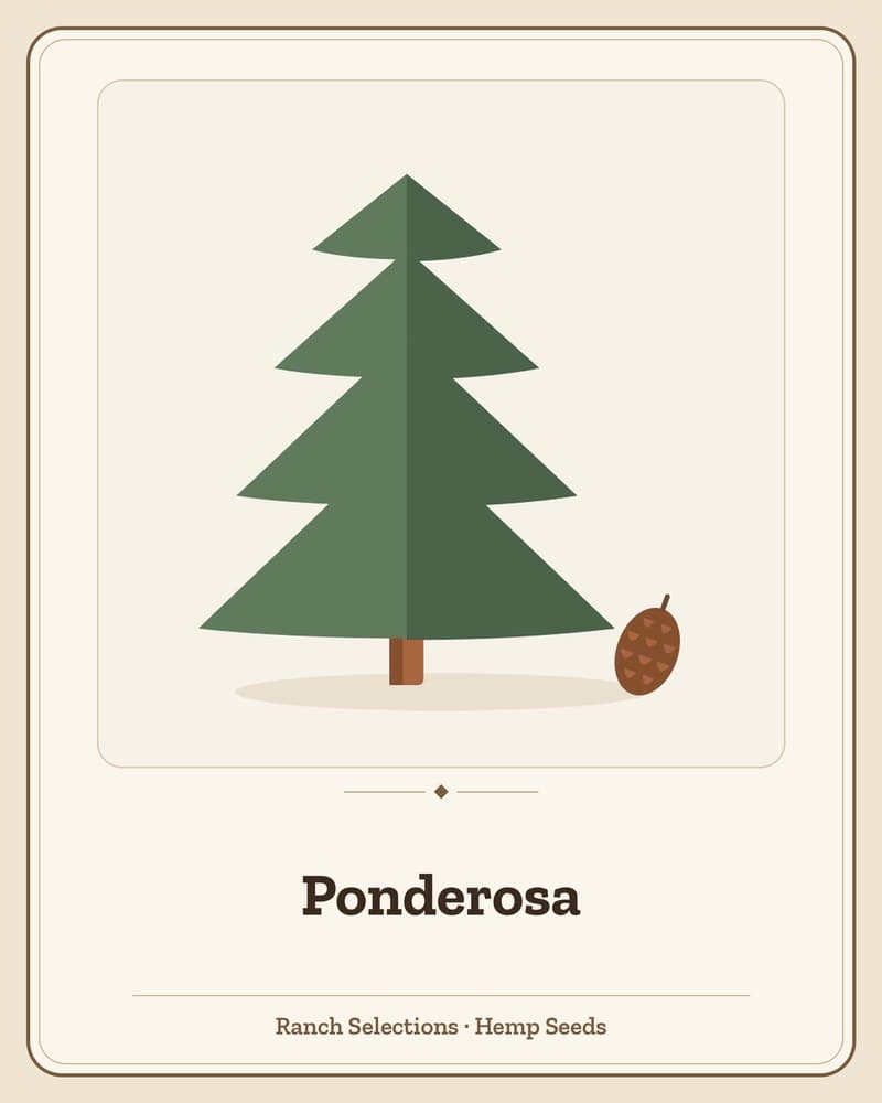 Ponderosa — seed pack