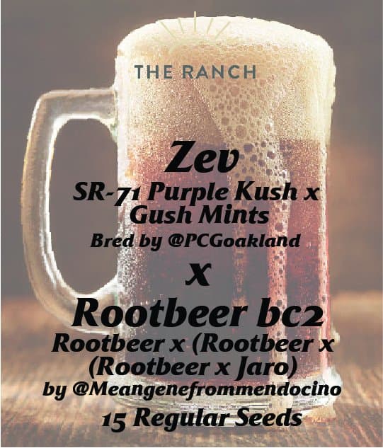 Purple Kush x Gush Mints x Rootbeer BC2 — seed pack
