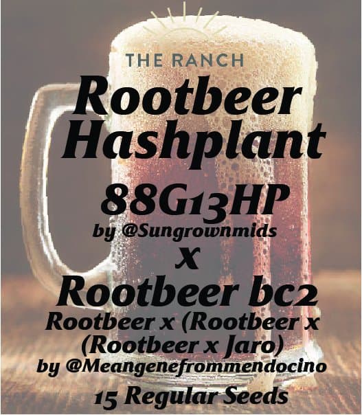 Rootbeer Hashplant (88G13HP x Rootbeer BC2) — seed pack