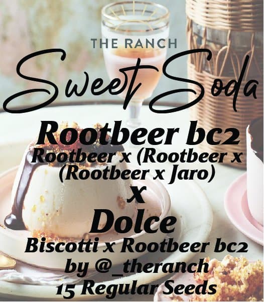 Rootbeer x Biscotti Rootbeer — seed pack