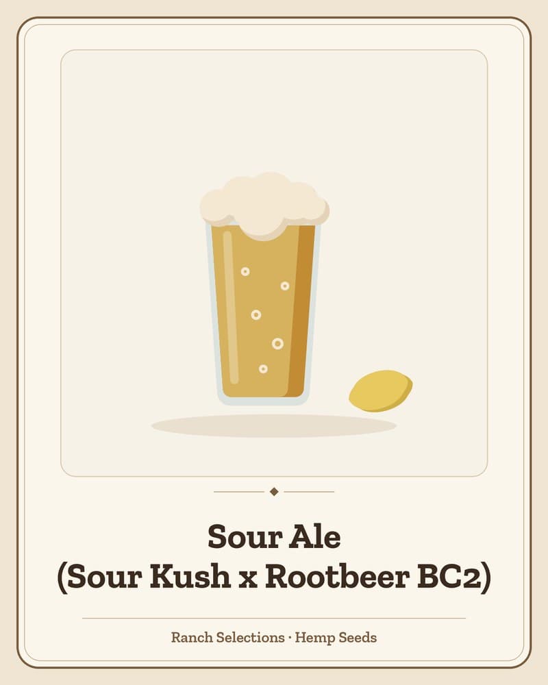 Sour Ale (Sour Kush x Rootbeer BC2) — seed pack