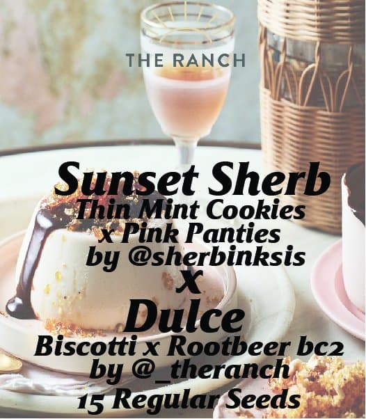 Sunset Sherb x Biscotti Rootbeer — seed pack