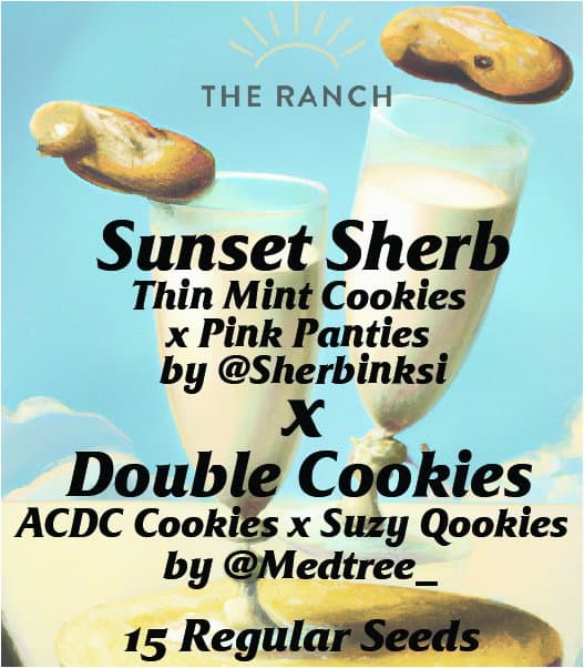 Sunset Sherb x Double Cookies — seed pack