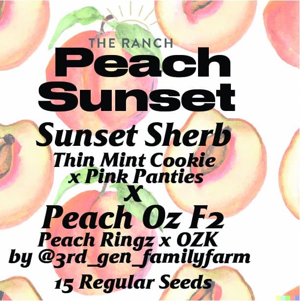 Sunset Sherb x Peach Oz F2 — seed pack