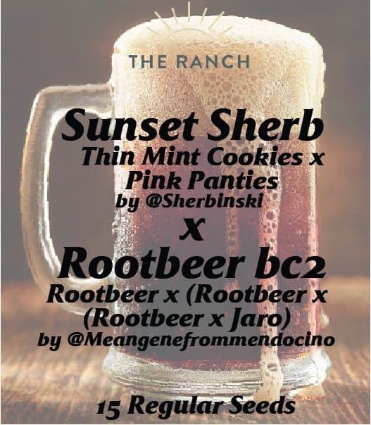 Sunset Sherb x Rootbeer BC2 — seed pack