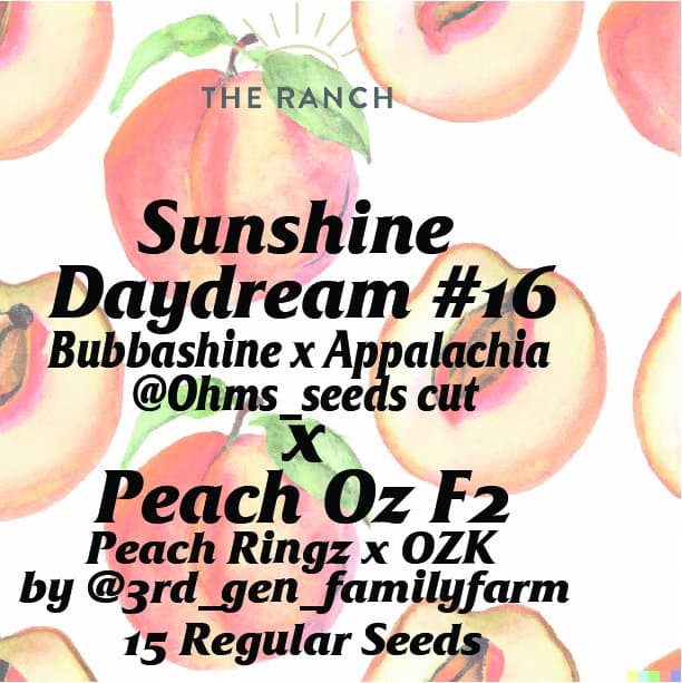 Sunshine Daydream #16 x Peach Oz — seed pack