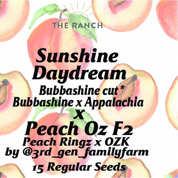 Sunshine Daydream Bubbashine Cut x Peach Oz — seed pack