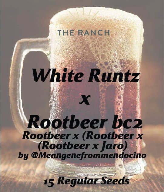 White Runtz x Rootbeer BC2 — seed pack